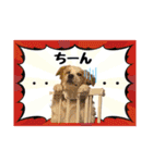ボーダーコリー『リリィ家』（個別スタンプ：8）