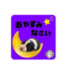 ボーダーコリー『リリィ家』（個別スタンプ：10）