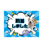 ボーダーコリー『リリィ家』（個別スタンプ：12）