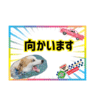 ボーダーコリー『リリィ家』（個別スタンプ：14）
