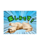 ボーダーコリー『リリィ家』（個別スタンプ：16）