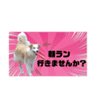 ボーダーコリー『リリィ家』（個別スタンプ：18）