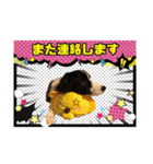 ボーダーコリー『リリィ家』（個別スタンプ：20）
