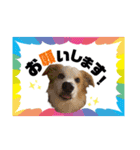 ボーダーコリー『リリィ家』（個別スタンプ：22）