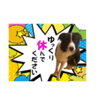 ボーダーコリー『リリィ家』（個別スタンプ：24）