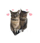 ハムた♡（個別スタンプ：3）