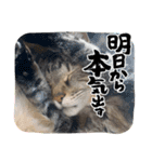 ハムた♡（個別スタンプ：6）