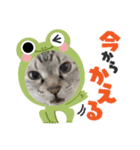 ハムた♡（個別スタンプ：7）