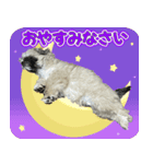 ポメシーのむぎ（個別スタンプ：1）