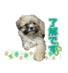 ポメシーのむぎ（個別スタンプ：2）