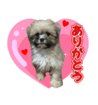 ポメシーのむぎ（個別スタンプ：3）