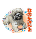 ポメシーのむぎ（個別スタンプ：4）