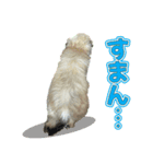 ポメシーのむぎ（個別スタンプ：6）