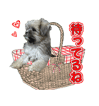 ポメシーのむぎ（個別スタンプ：8）