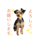 我が家のおてんばヨーキー大人になったぞ編（個別スタンプ：1）