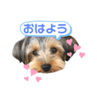 我が家のおてんばヨーキー大人になったぞ編（個別スタンプ：3）
