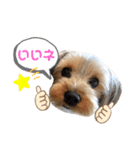 我が家のおてんばヨーキー大人になったぞ編（個別スタンプ：4）