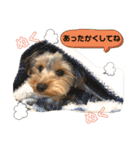 我が家のおてんばヨーキー大人になったぞ編（個別スタンプ：5）