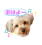 我が家のおてんばヨーキー大人になったぞ編（個別スタンプ：6）