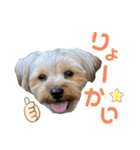 我が家のおてんばヨーキー大人になったぞ編（個別スタンプ：7）