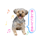 我が家のおてんばヨーキー大人になったぞ編（個別スタンプ：8）
