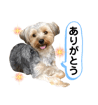 我が家のおてんばヨーキー大人になったぞ編（個別スタンプ：11）