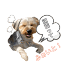 我が家のおてんばヨーキー大人になったぞ編（個別スタンプ：12）