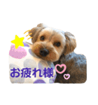 我が家のおてんばヨーキー大人になったぞ編（個別スタンプ：13）
