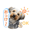 我が家のおてんばヨーキー大人になったぞ編（個別スタンプ：15）