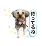 我が家のおてんばヨーキー大人になったぞ編（個別スタンプ：17）