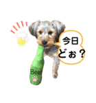 我が家のおてんばヨーキー大人になったぞ編（個別スタンプ：19）