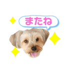 我が家のおてんばヨーキー大人になったぞ編（個別スタンプ：24）