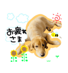 アージュのスタンプ（個別スタンプ：6）
