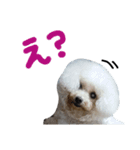 みるしょこぽん3（個別スタンプ：10）
