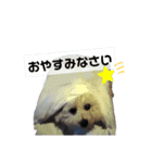 みるしょこぽん3（個別スタンプ：16）