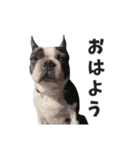 味わい深いボストンテリア☆ぶーちゃん。（個別スタンプ：1）