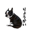 味わい深いボストンテリア☆ぶーちゃん。（個別スタンプ：3）