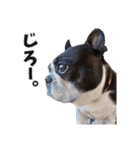 味わい深いボストンテリア☆ぶーちゃん。（個別スタンプ：8）