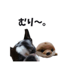味わい深いボストンテリア☆ぶーちゃん。（個別スタンプ：10）