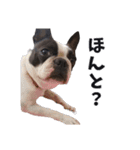 味わい深いボストンテリア☆ぶーちゃん。（個別スタンプ：14）