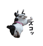 味わい深いボストンテリア☆ぶーちゃん。（個別スタンプ：16）
