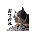味わい深いボストンテリア☆ぶーちゃん。（個別スタンプ：18）