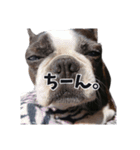 味わい深いボストンテリア☆ぶーちゃん。（個別スタンプ：19）