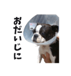 味わい深いボストンテリア☆ぶーちゃん。（個別スタンプ：23）