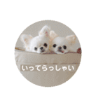 チワワの雪と晴（個別スタンプ：13）