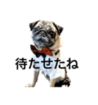 Hachi'stamp（個別スタンプ：12）