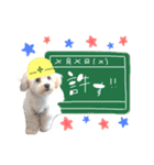 チワプーみるくの親ばかスタンプ③（個別スタンプ：5）