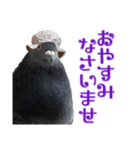 マダムピジョン（個別スタンプ：8）