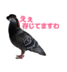 マダムピジョン（個別スタンプ：15）