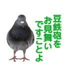 マダムピジョン（個別スタンプ：36）